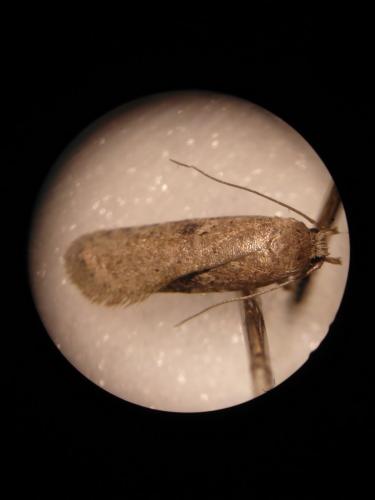 Agonopterix sp.